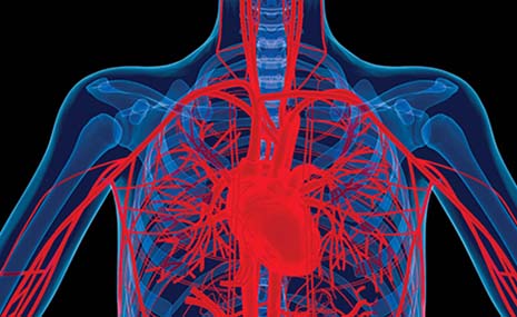 heart graphic 2 - Steroid Abuse heart graphic 2 - Steroid Abuse